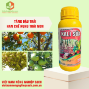 KALI SỮA BO (3)