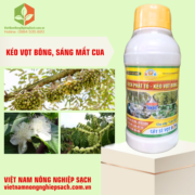 KÍCH PHÁT TỐ – KÉO VỌT BÔNG (2)