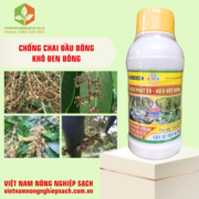 KÍCH PHÁT TỐ – KÉO VỌT BÔNG (3)