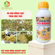 KÍCH RA HOA SẦU RIÊNG (2)