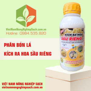 KÍCH RA HOA SẦU RIÊNG