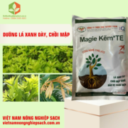 MAGIE KẼM TE (2)