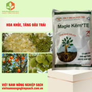 MAGIE KẼM TE (3)