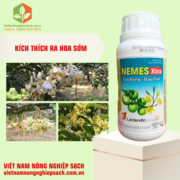 NEMES XTRA (3)