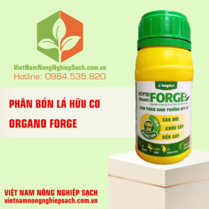 ORGANO FORGE