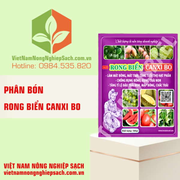 RONG BIỂN CANXI BO