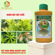 RỄ NHẬT BEST ROOT 09 (2)