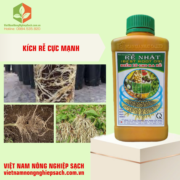 RỄ NHẬT BEST ROOT 09 (3)