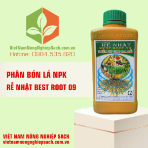 RỄ NHẬT BEST ROOT 09