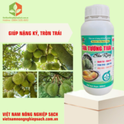 SỬA TƯỚNG TRÁI SẦU RIÊNG (2)