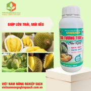 SỬA TƯỚNG TRÁI SẦU RIÊNG (3)