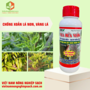 VUA RỬA VƯỜN (3)