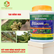 BLOOM PLUS (2)