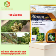 BLOOM PLUS (2)