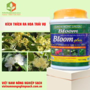 BLOOM PLUS (3)