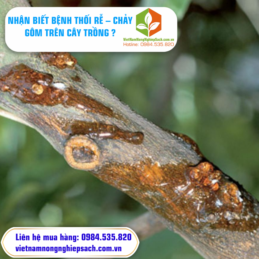 NHẬN BIẾT BỆNH THỐI RỄ – CHẢY GÔM TRÊN CÂY TRỒNG ?