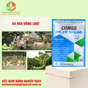 COMBI CHELATE THAILAND (2)