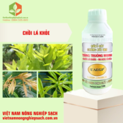 CỨNG CÂY CHỐNG NỨT UAE (2)