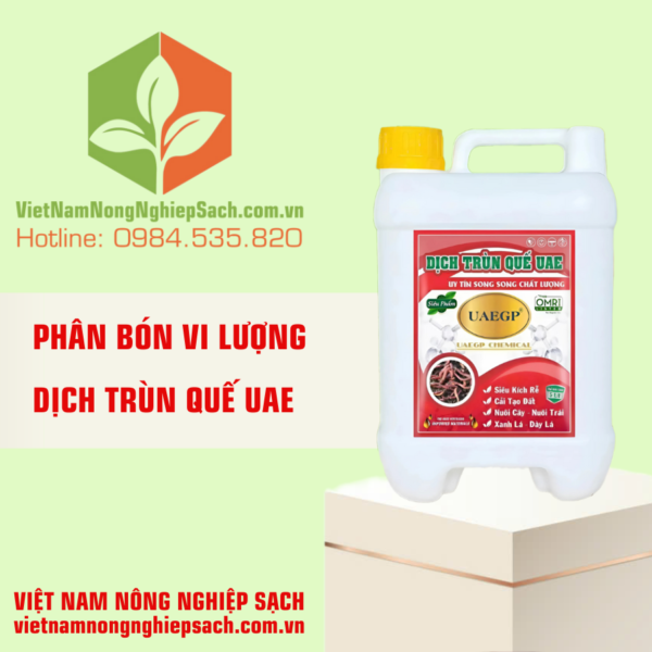 DỊCH TRÙN QUẾ UAE