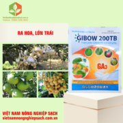 GIBOW 200TB (3)