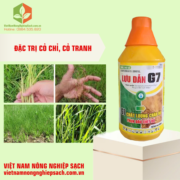 LƯU DẪN G7 (2)