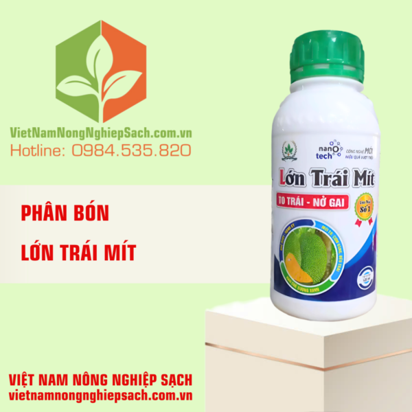 LỚN TRÁI MÍT