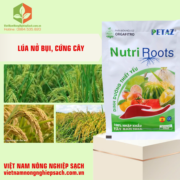 NUTRI ROOTS (3)