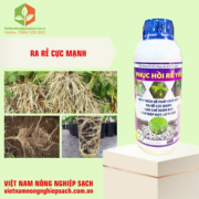 PHỤC HỒI RỄ YẾU (2)