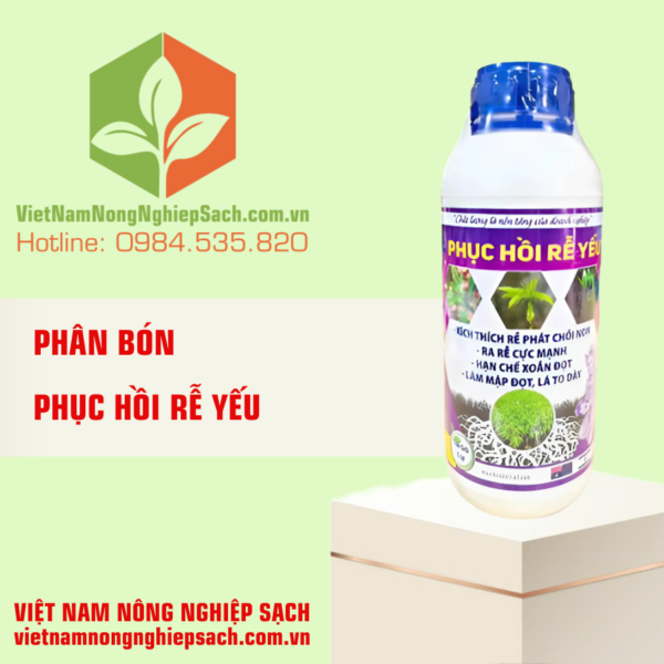 PHỤC HỒI RỄ YẾU