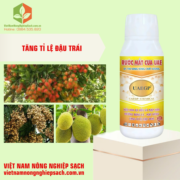 RƯỚC MẮT CUA UAE (3)