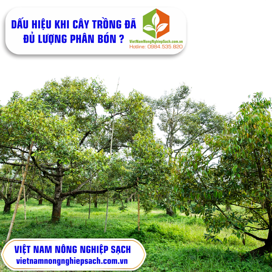 DẤU HIỆU KHI CÂY TRỒNG ĐÃ ĐỦ LƯỢNG PHÂN BÓN ?