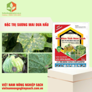 UAE KHẮC TINH NẤM BỆNH (3)