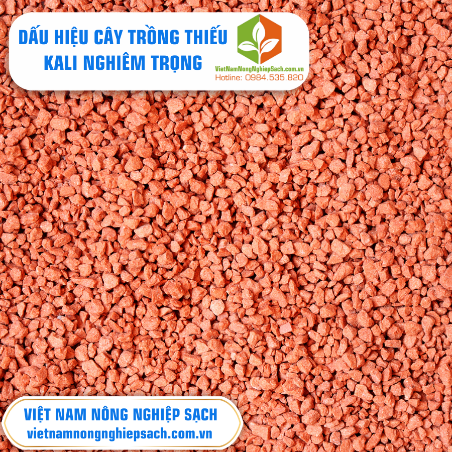 DẤU HIỆU CÂY TRỒNG THIẾU KALI NGHIÊM TRỌNG ?