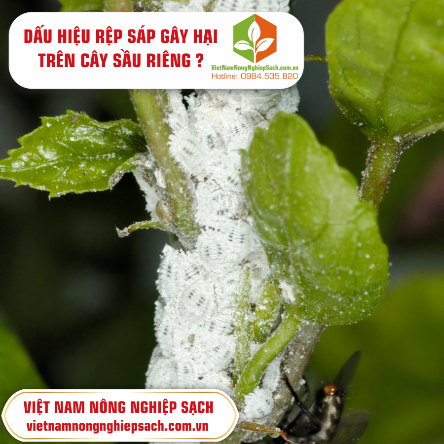 RỆP SÁP GÂY HẠI TRÊN CÂY SẦU RIÊNG ?