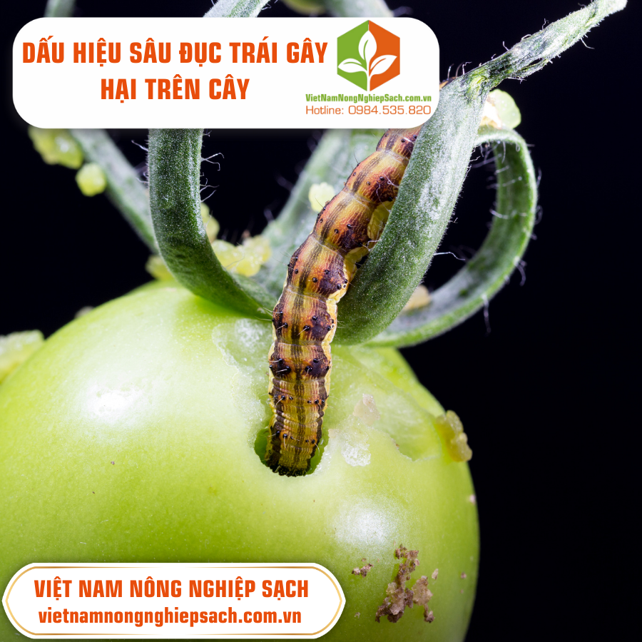 DẤU HIỆU SÂU ĐỤC TRÁI GÂY HẠI TRÊN CÂY ?