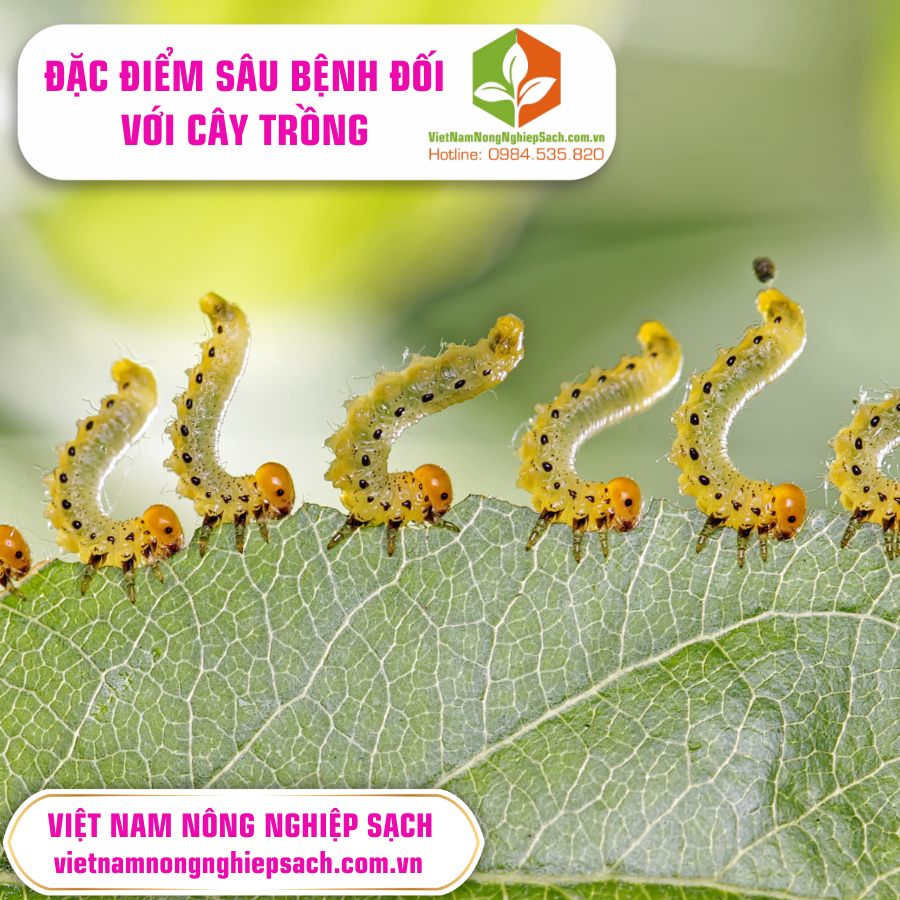 ĐẶC ĐIỂM SÂU BỆNH ĐỐI VỚI CÂY TRỒNG ?