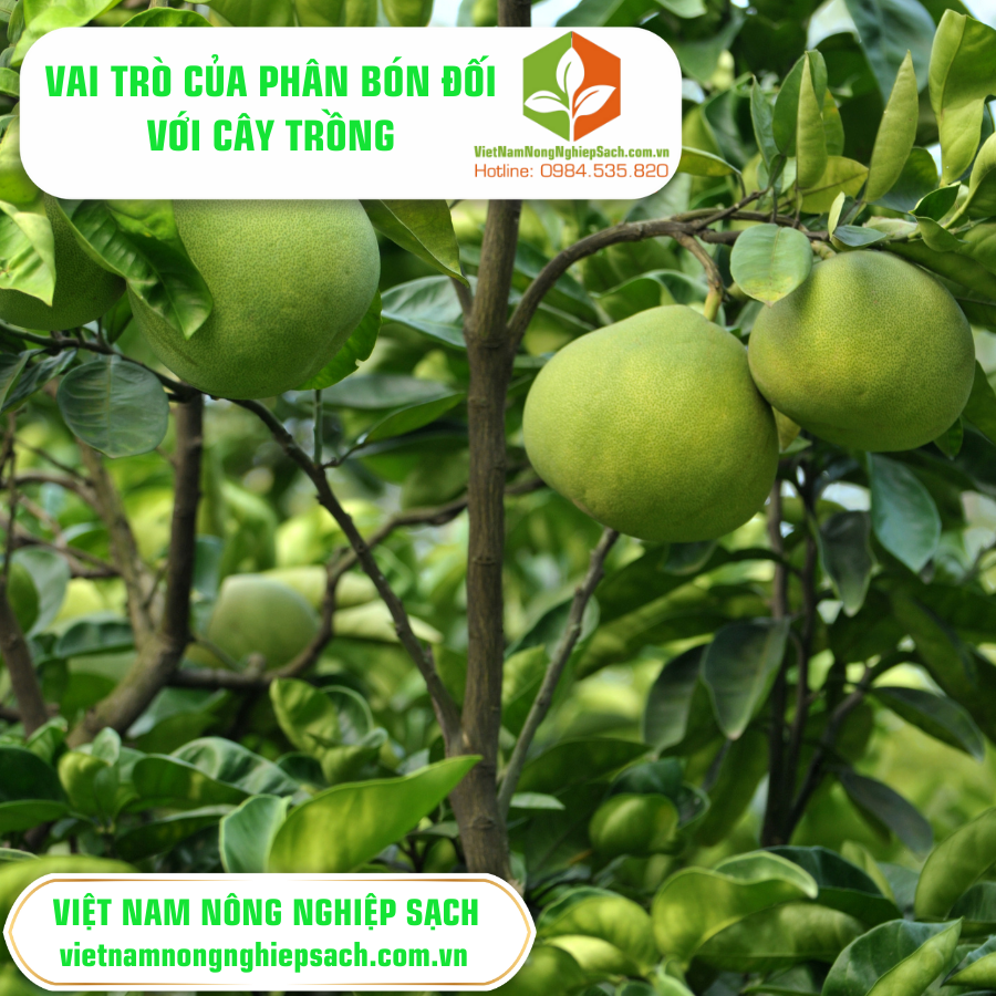 VAI TRÒ CỦA PHÂN BÓN ĐỐI VỚI CÂY TRỒNG