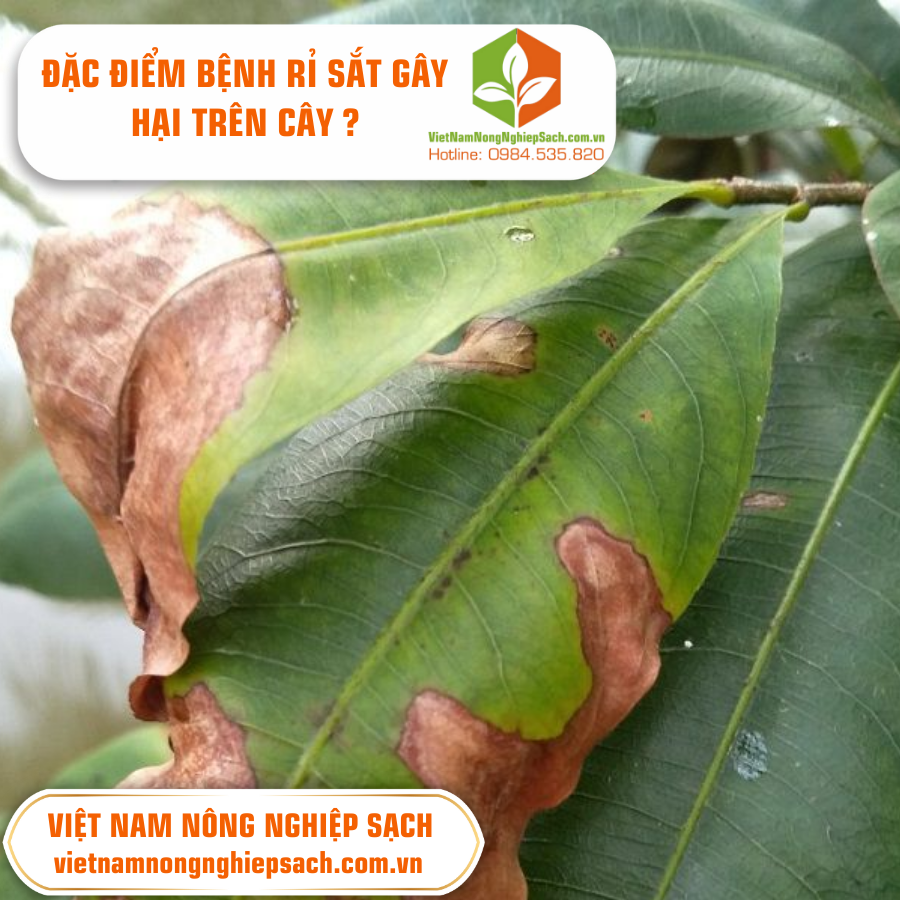 BỆNH RỈ SẮT TRÊN CÂY TRỒNG 