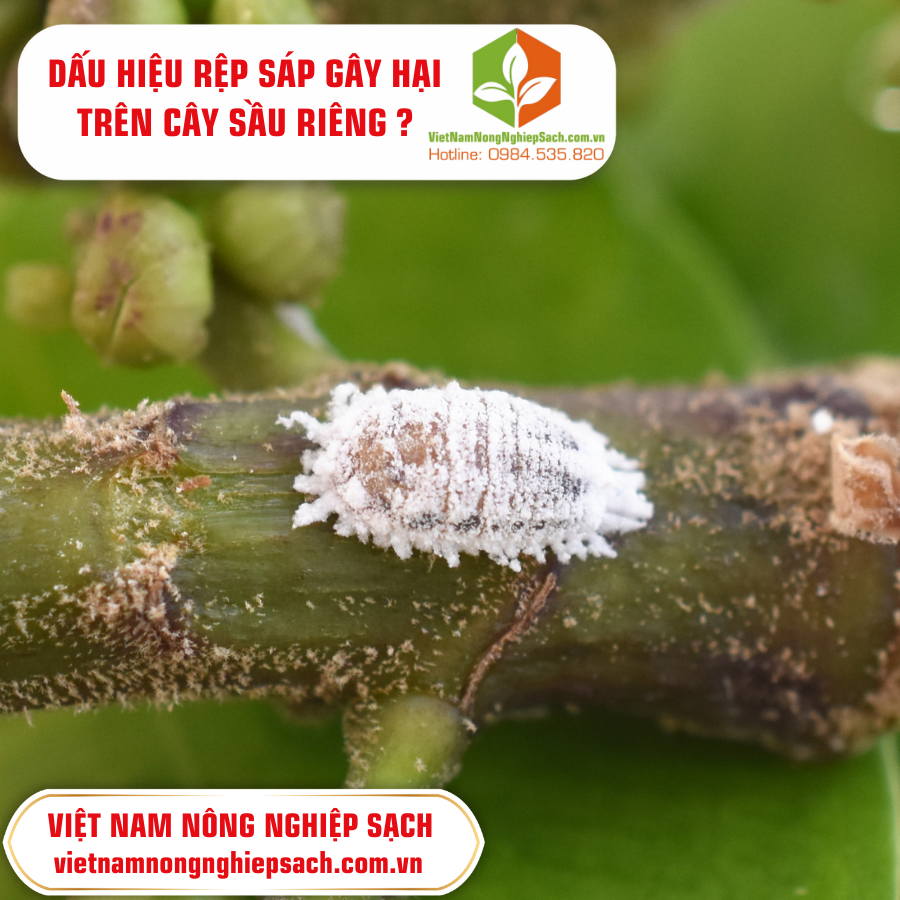 DẤU HIỆU RỆP SÁP GÂY HẠI TRÊN CÂY SẦU RIÊNG ?