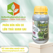 LỚN TRÁI - vietnamnongnghiepsach.com.vn 3