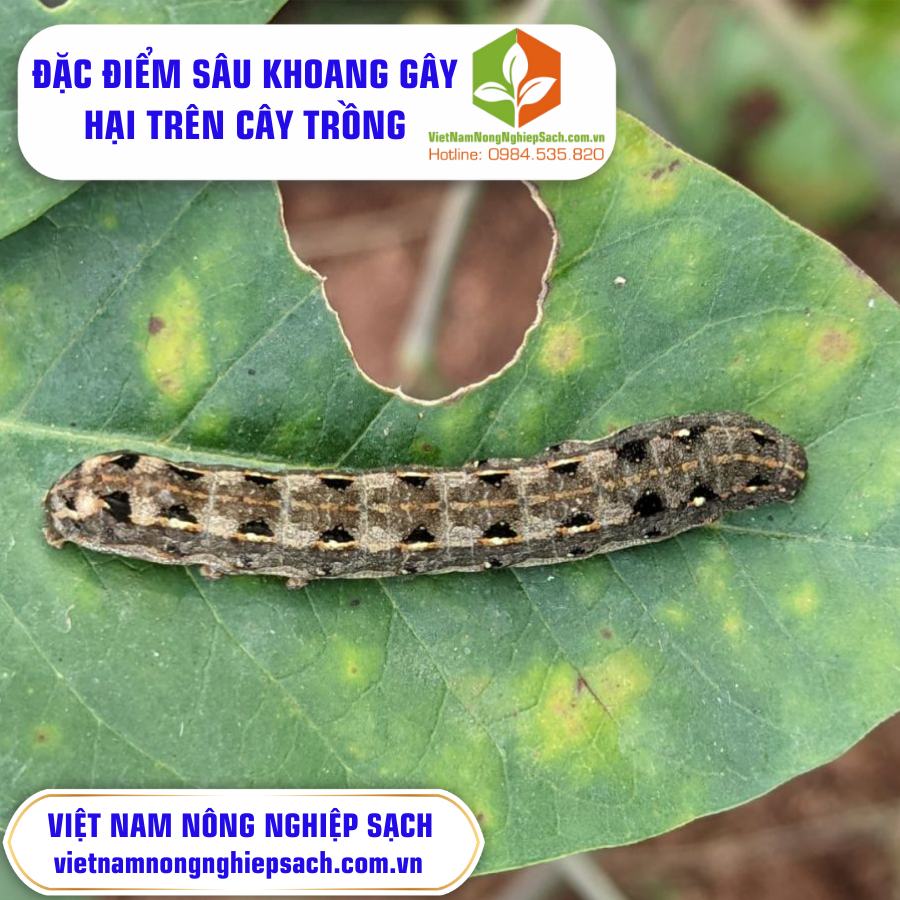 ĐẶC ĐIỂM SÂU KHOANG GÂY HẠI TRÊN CÂY TRỒNG ?