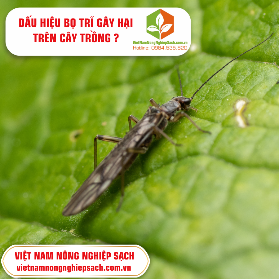 BỌ TRĨ GÂY HẠI TRÊN CÂY TRỒNG 