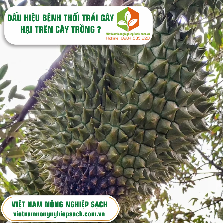 BỆNH THỐI TRÁI GÂY HẠI TRÊN CÂY TRỒNG