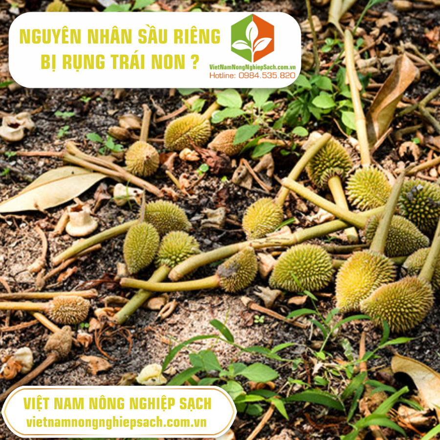 NGUYÊN NHÂN SẦU RIÊNG BỊ RỤNG TRÁI NON ?