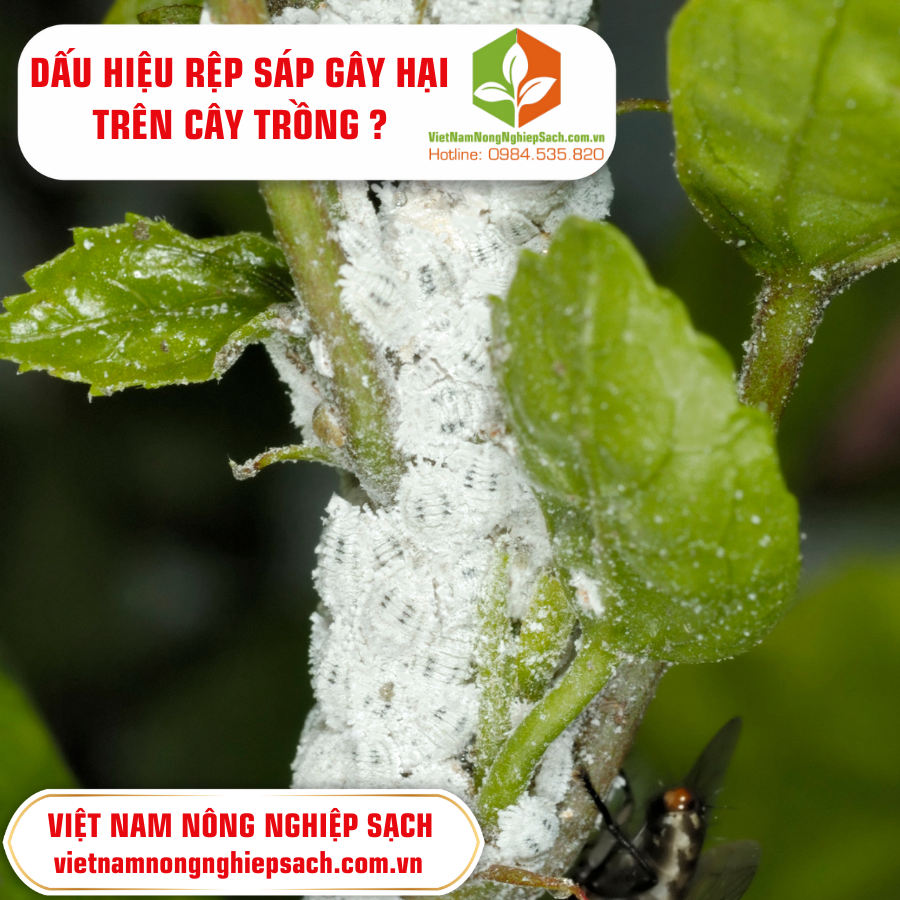 DẤU HIỆU RỆP SÁP GÂY HẠI TRÊN CÂY TRỒNG ?