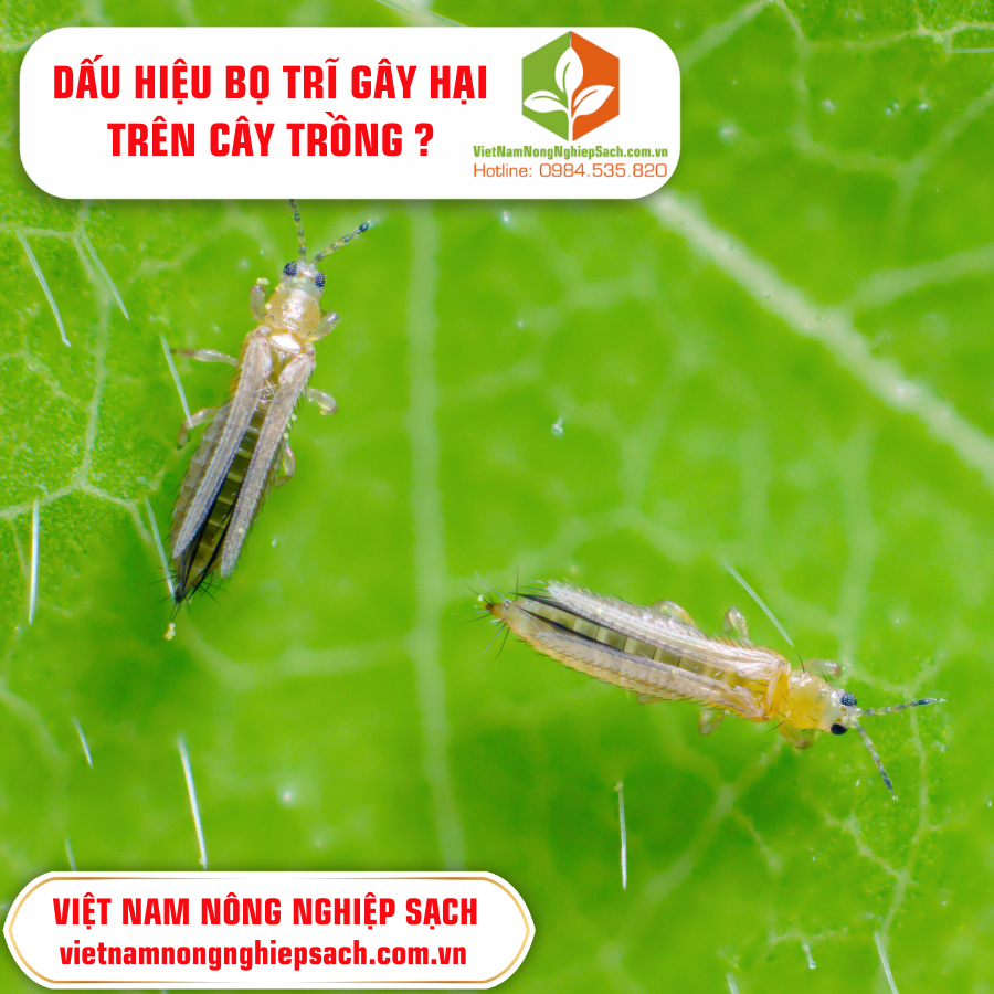 DẤU HIỆU BỌ TRĨ GÂY HẠI TRÊN CÂY TRỒNG ?