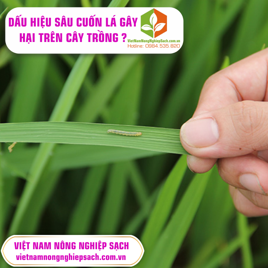 DẤU HIỆU SÂU CUỐN LÁ GÂY HẠI TRÊN CÂY TRỒNG ?