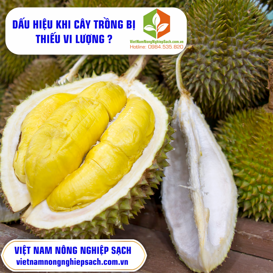 DẤU HIỆU KHI CÂY TRỒNG BỊ THIẾU VI LƯỢNG ?