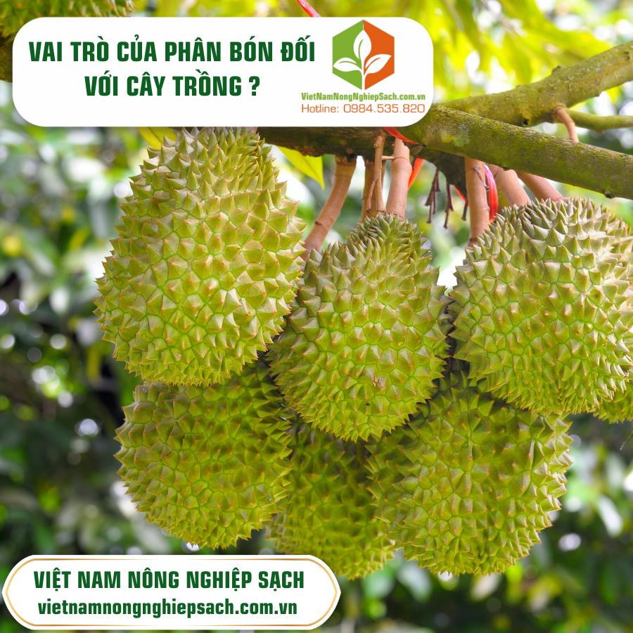 PHÂN BÓN ĐỐI VỚI CÂY TRỒNG