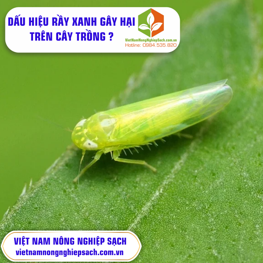 DẤU HIỆU RẦY XANH GÂY HẠI TRÊN CÂY TRỒNG ?